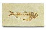 Large Fossil Fish (Knightia) - Wyoming #289916-1